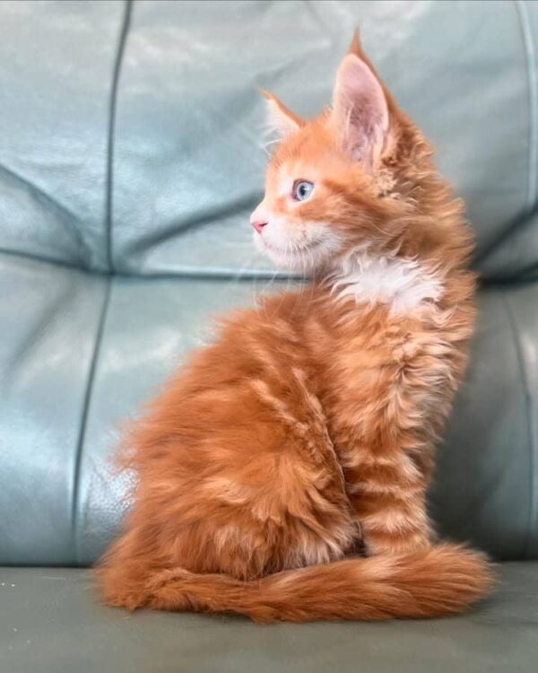 Xander Male Maine Coon Kitten